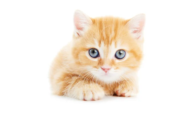 Brits korthaar kitten kat geïsoleerd — Stockfoto