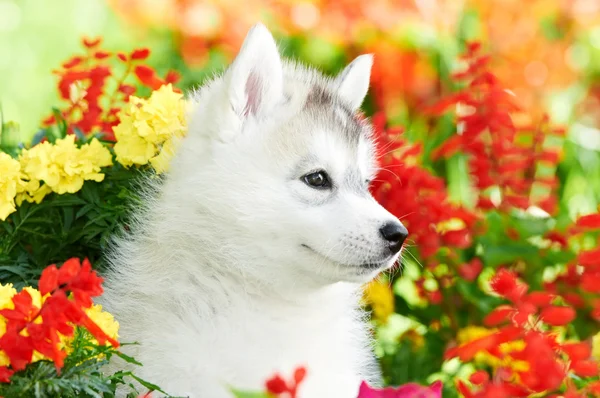 Een Siberische husky pup in bloemen — Stockfoto