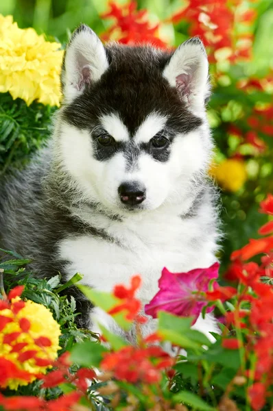 Ένα κουτάβι Σιβηρία σκύλος χάσκεϋ στα λουλούδια — Φωτογραφία Αρχείου
