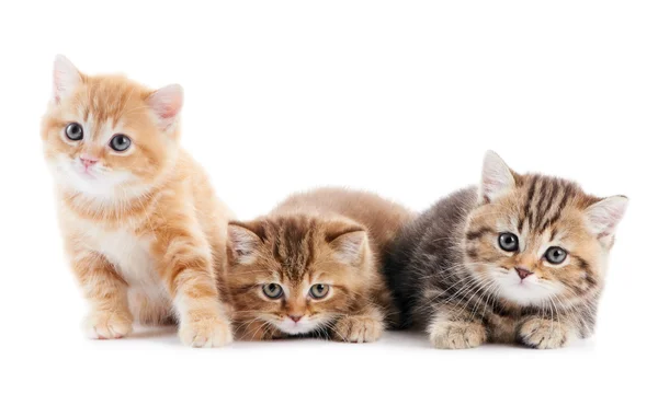 Malá kočka koťata britská krátkosrstá Stock Snímky