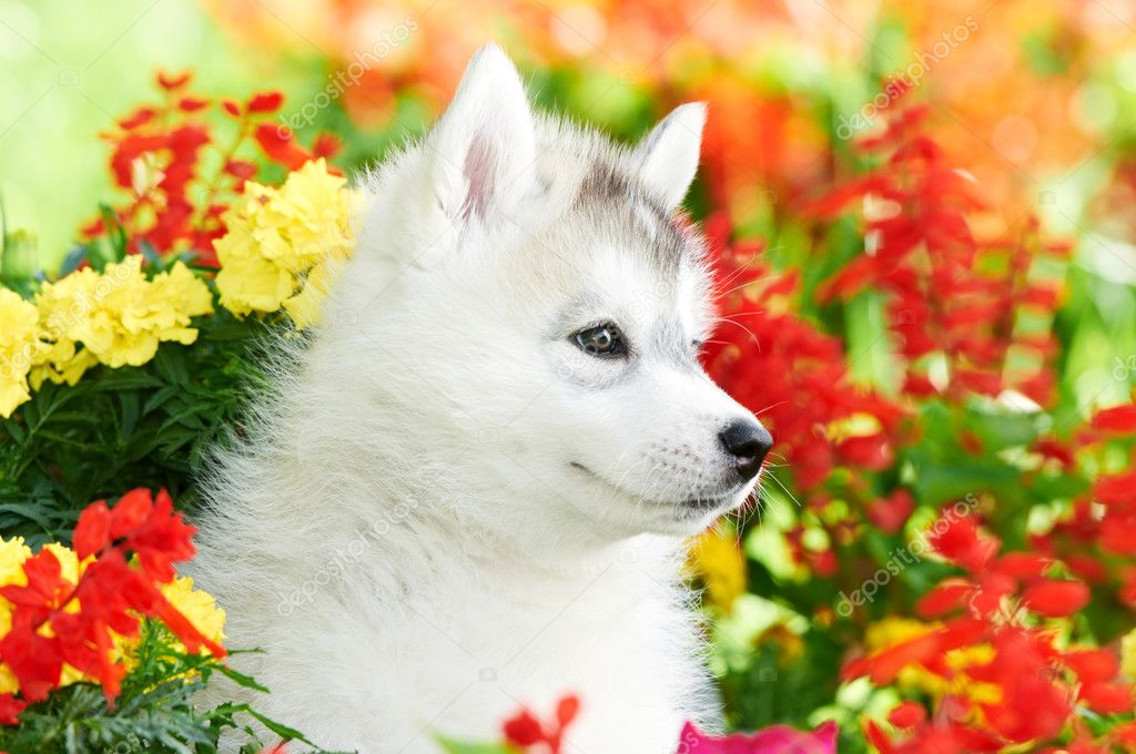 One Siberian husky puppy in flowers