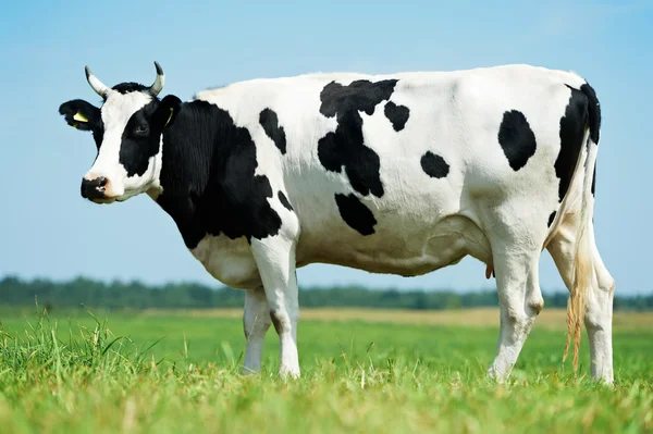 Bianco nero mungitura mucca su erba verde pascolo — Foto Stock