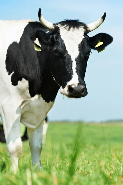 Yeşil çim mera üzerinde siyah beyaz milch inek — Stok fotoğraf