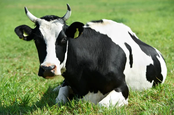 Biały czarny milch krowy na pastwisko trawa zielony — Zdjęcie stockowe