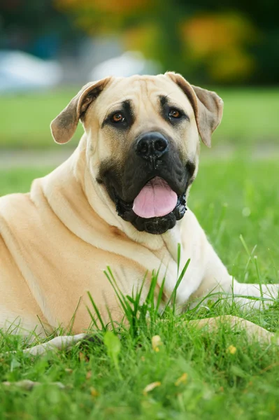 One South African Boerboel dog — Stock Photo, Image