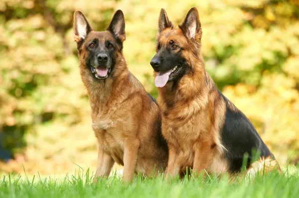 Dos perros pastor alemán — Foto de Stock