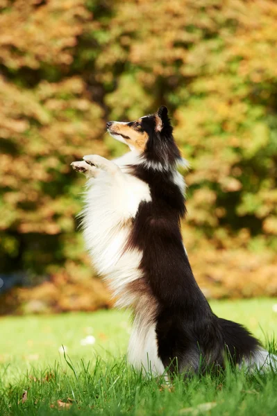 Um cão pastor de Shetland — Fotografia de Stock