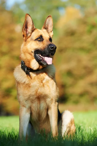 Un perro pastor alemán —  Fotos de Stock