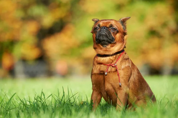 Griffon Bruselas petit brabancon perro —  Fotos de Stock