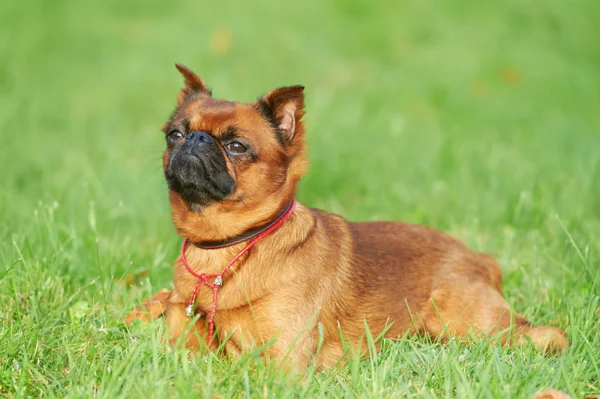 Gänsegeier brussels petit brabancon dog — Stockfoto