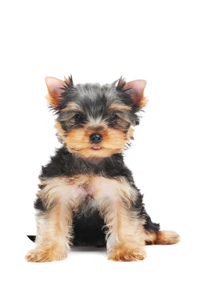 Een Yorkshire Terriër (van drie maand) puppy hondje — Stockfoto