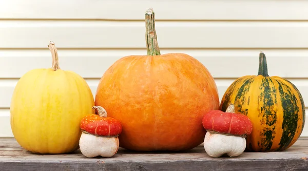 Harvested pumpkins outdoors — Stock Photo, Image
