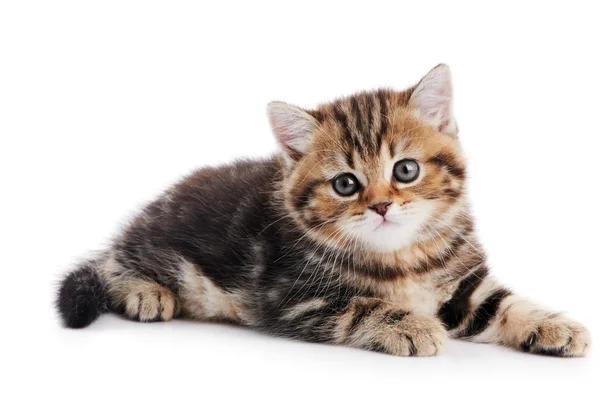 Británico taquigrafía gatito gato aislado — Foto de Stock