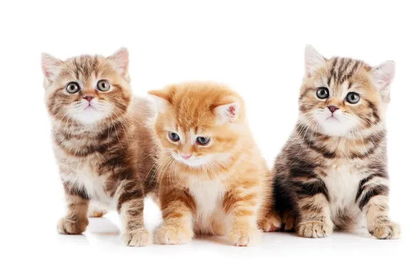 Poco británico taquigrafía gatitos gato — Foto de Stock