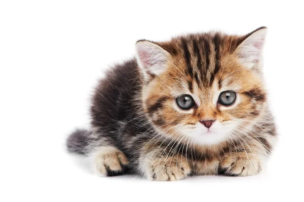 British Shorthair kitten cat isolated — Stock Photo, Image