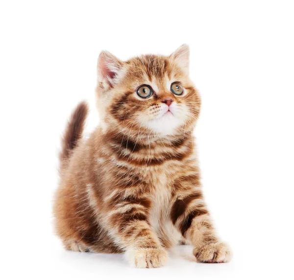 英国短毛猫小猫猫离体 — 图库照片