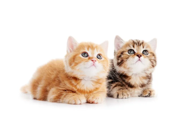 Μικρή γάτα γατάκια Βρεταννόs στενογραφία — Φωτογραφία Αρχείου