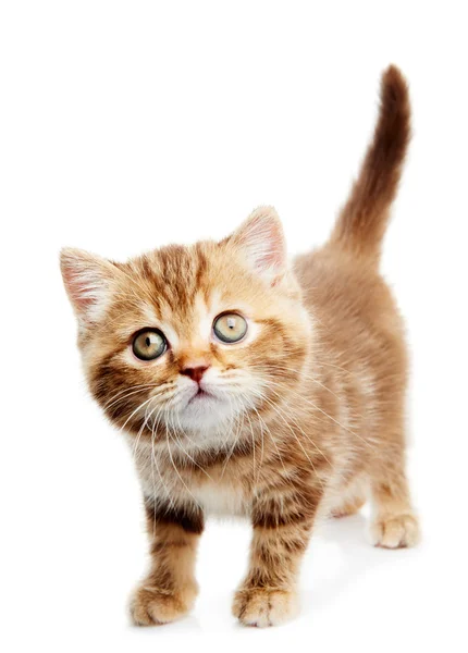 分離されたブリティッシュショートヘア子猫猫 — ストック写真