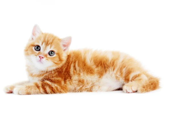 British Shorthair kissanpentu kissa eristetty — kuvapankkivalokuva