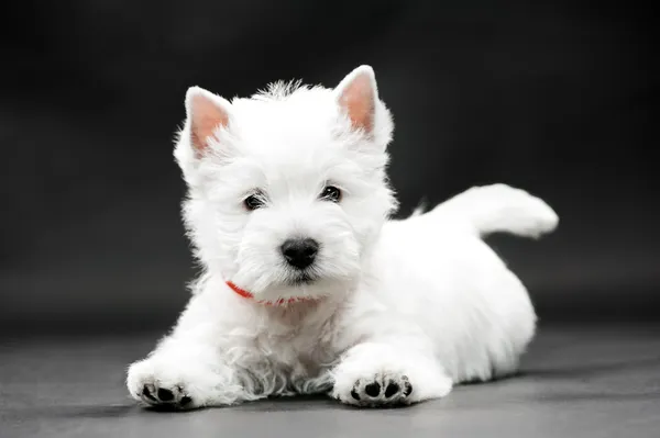 West Highland terrier branco — Fotografia de Stock