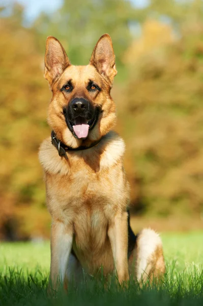Un chien berger allemand — Photo