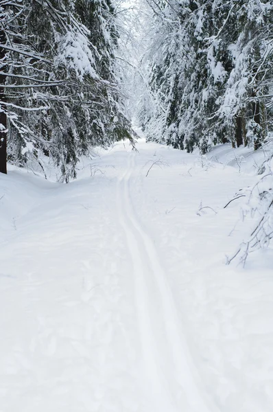 在白雪皑皑的树林滑雪道 — 图库照片