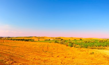 eğimli meadows