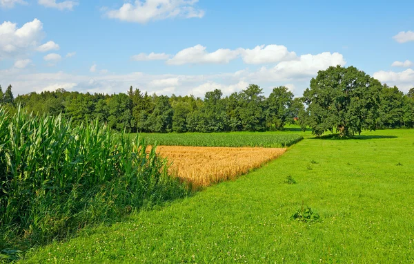 Fields in Bavaria — Stock Photo, Image