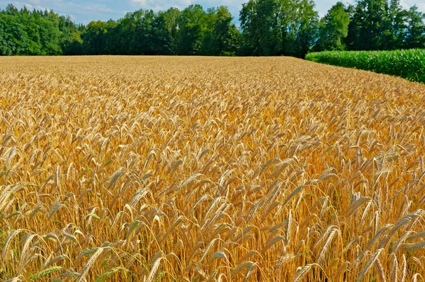 Campos de trigo en Baviera — Foto de Stock