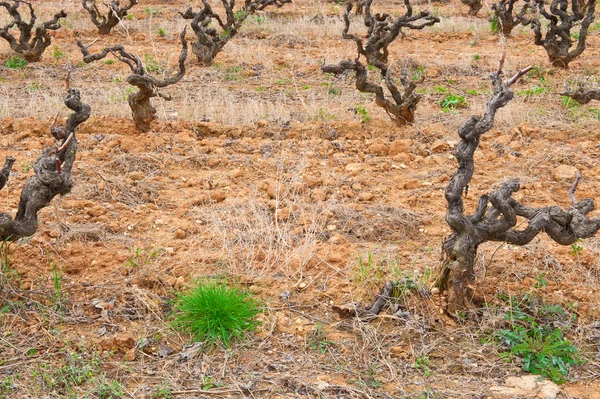 stock image Vineyard