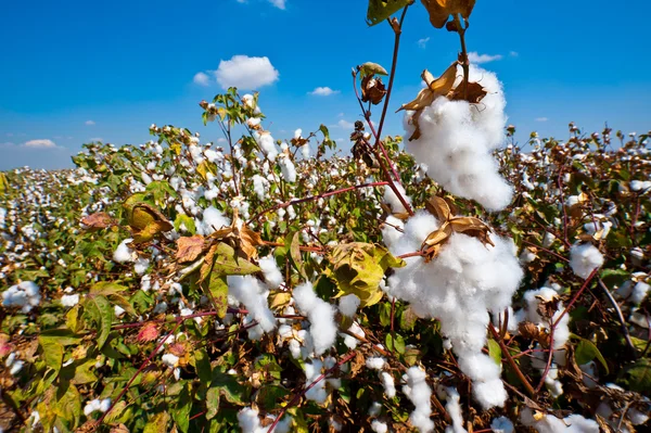 Cotton — Stock Photo, Image