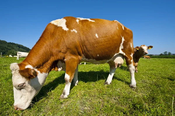 Wypas krów — Zdjęcie stockowe