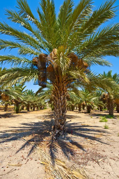 Datlové palmy — Stock fotografie