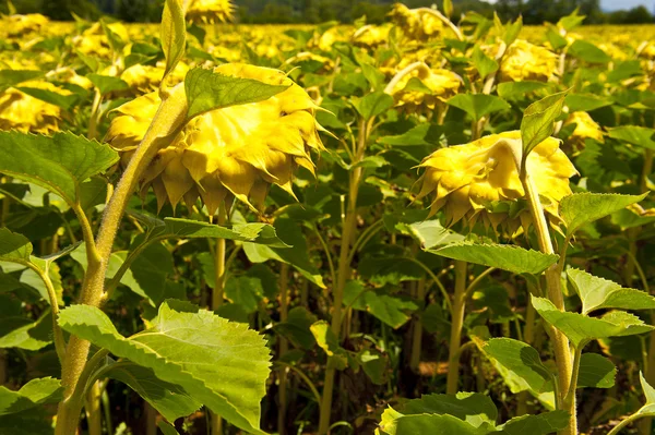 Sonnenblumenplantage — Stockfoto