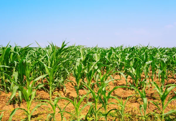 Молодая кукуруза — стоковое фото
