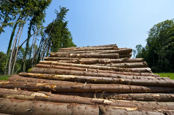 Holzeinschlag — Stockfoto