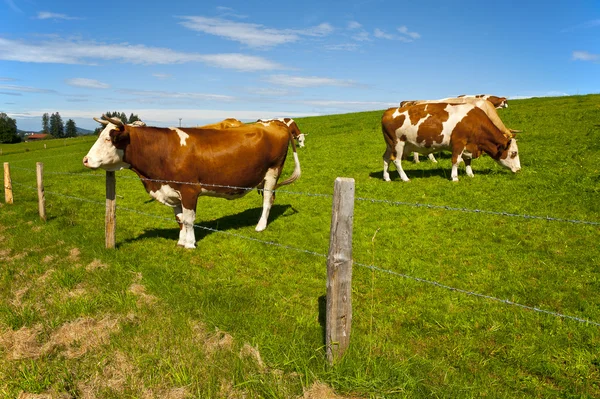 Pasture in Bavaria — Stock Photo, Image