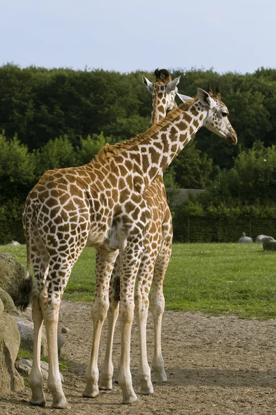 Duas girafas — Fotografia de Stock