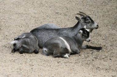 Goat and her child clipart