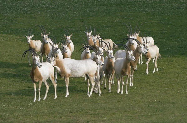Стадо антилоп — стоковое фото