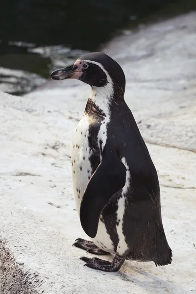 Macellan pengueni — Stok fotoğraf