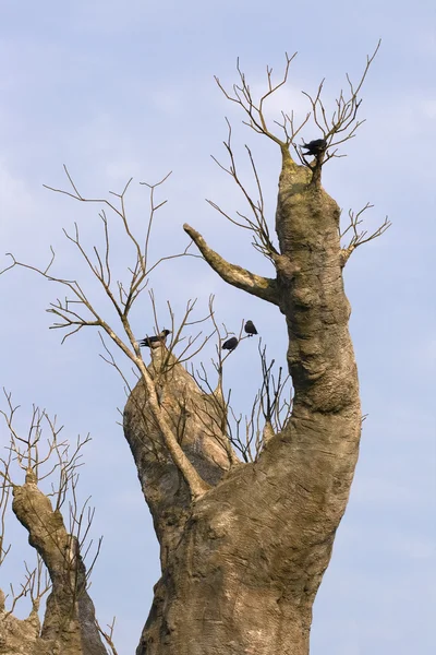 Baobab ağacı