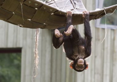 Playing chimpanzee clipart