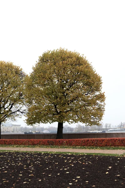 Дерево у automn — стокове фото