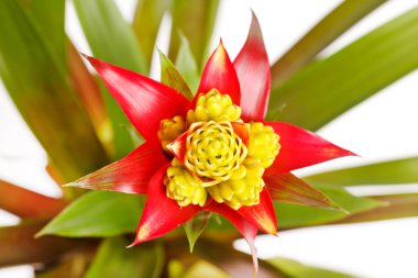 bromeliad bitki saksı içinde