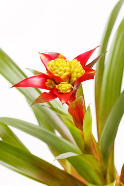 bromeliad bitki saksı içinde