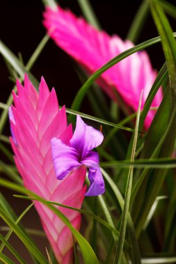 Tillandsia flower clipart