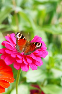 Butterfly on flowers clipart