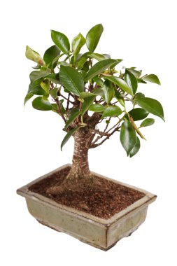 Beyaz arka planda izole edilmiş bir tencerede bonsai ağacı