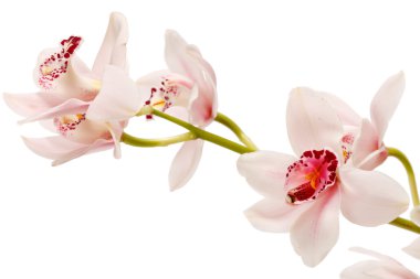 Beautuiful orchid clipart